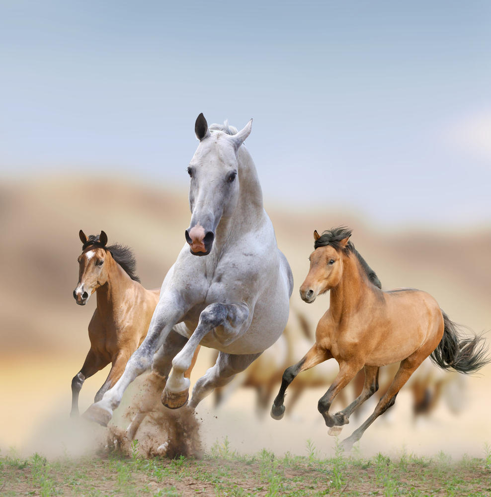 Beberapa Fakta Mengenai Hewan Kuda Mustang
