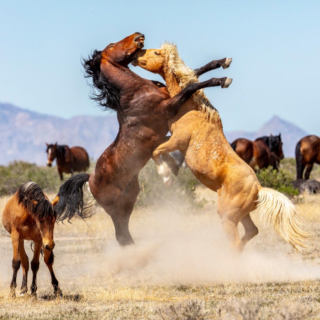 Fakta Mengenai Kuda Mustang