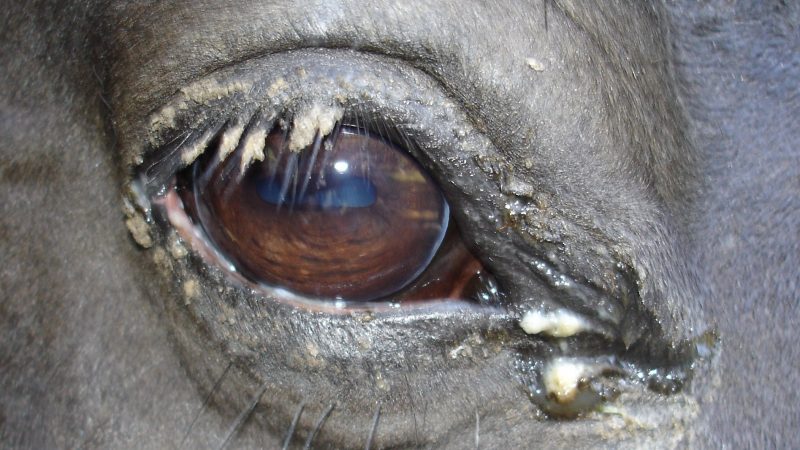 Infeksi dan Cedera Mata pada Kuda