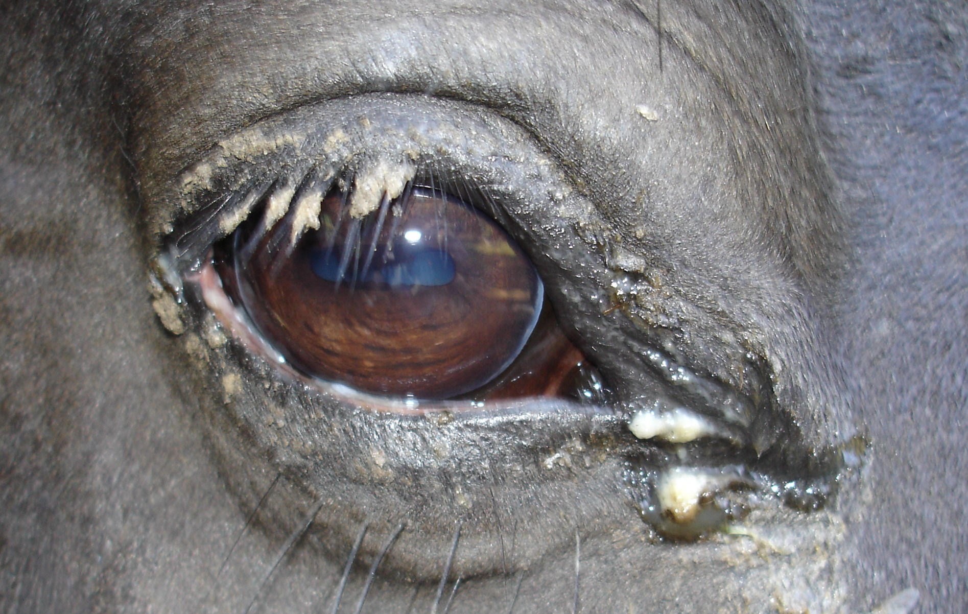 Infeksi dan Cedera Mata Yang Terjadi Pada Kuda