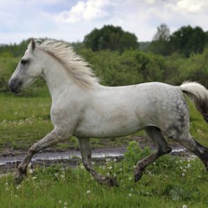 Ras Kuda Spanyol