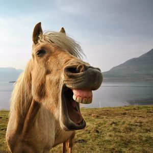 Tanda-tanda Stres pada Kuda