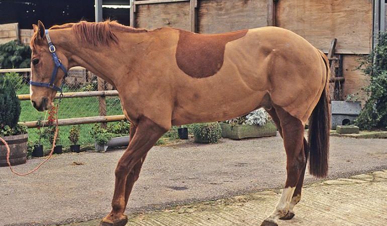Penyebab Laminitis Yang Terjadi Pada Kuda